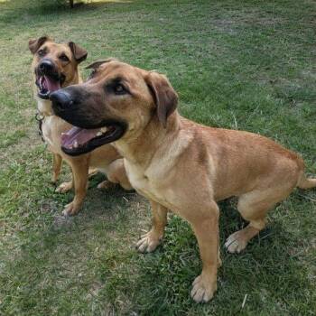 Archer -  Labrador Retriever and Mixed Breed Dog for Adoption in Leesburg, Alabama - Archer | PetCurious