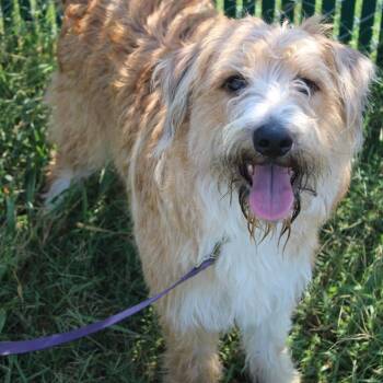 Travis Barker in NH Come Meet our Adoptable Dogs Wednesday-Satur -  Sheep Dog Dog for Adoption in Manchester, New Hampshire - Travis Barker In NH Come Meet Our Adoptable Dogs Wednesday-Satur | PetCurious