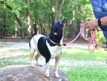 Bessie -  Terrier Dog for Adoption in Willingboro, New Jersey - Bessie | PetCurious
