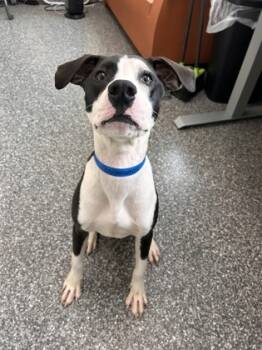 Rescue Hound and Pit Bull Terrier Dogs for Adoption in Westland, Michigan - Orlando | PetCurious
