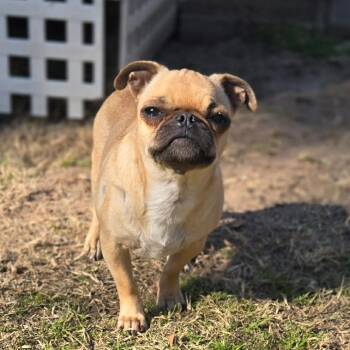 Pug Dogs Available for Adoption - Petunia | PetCurious