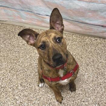 Terrier and Mixed Breed Dogs Available for Adoption in Cheyenne, Wyoming - Balboa | PetCurious