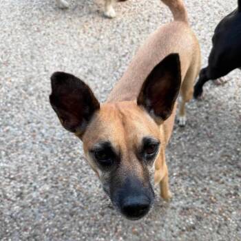 Bella -  Terrier and Mixed Breed Dog for Adoption in Brock, Texas - Bella | PetCurious