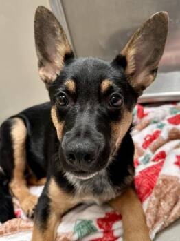 Chico -  Mixed Breed Dog for Adoption in Wichita, Kansas - Chico | PetCurious