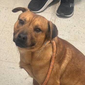 Mixed Breed Dogs Available for Adoption - Bruno 4D25 | PetCurious