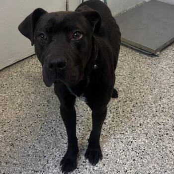 American Staffordshire Terrier Dogs Available for Adoption - Spring Bean | PetCurious