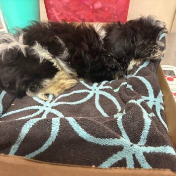 Smidge -  Shih Tzu Dog for Adoption in Edinburg, Texas - Smidge | PetCurious