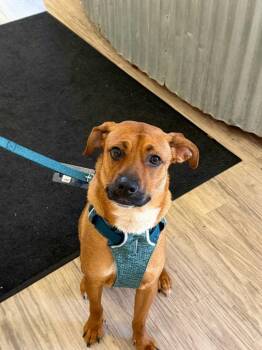 Milo -  Mixed Breed Dog for Adoption in San Diego, California - Milo | PetCurious