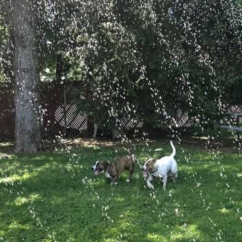 Tia -  Bull Terrier and Corgi Dog for Adoption in Louisville, Kentucky - Tia | PetCurious