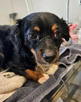 Omega -  Mixed Breed Dog for Adoption in Lafayette, Indiana - Omega | PetCurious