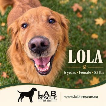 Lola -  Golden Retriever Dog for Adoption in Oakville, Ontario - Lola | PetCurious