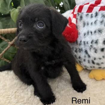 Remi -  Terrier Dog for Adoption in Spring, Texas - Remi | PetCurious