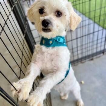 Hero (MR26-41) -  Maltese and Miniature Poodle Dog for Adoption in Peyton, Colorado - Hero (MR26-41) | PetCurious