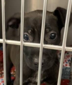 Abby -  Mixed Breed Dog for Adoption in Parma, Ohio - Abby | PetCurious