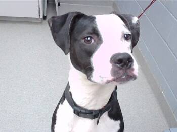 Rescue Boxer and Mixed Breed Dogs for Adoption in Omaha, Nebraska - IGOR | PetCurious