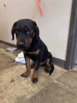 Rottweiler and Mixed Breed Dogs Available for Adoption - ARCHIE | PetCurious