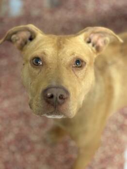 Rescue Mixed Breed Dogs for Adoption in West Chester, Pennsylvania - Brewster | PetCurious