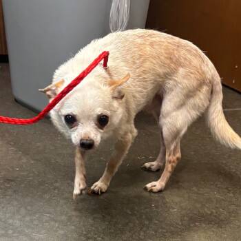 Rescue Chihuahua Dogs for Adoption in Bend, Oregon - Gibby - 59431 | PetCurious