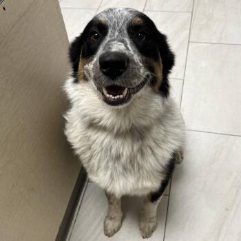 Hudson -  Australian Shepherd Dog for Adoption in Lufkin, Texas - Hudson | PetCurious