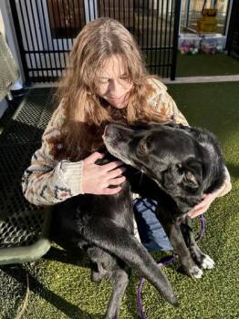 Mixed Breed Dogs Available for Adoption - Tyson | PetCurious