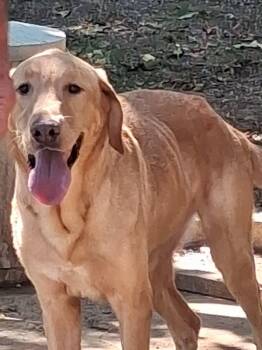 Asher -  Labrador Retriever Dog for Adoption in Joshua, Texas - Asher | PetCurious