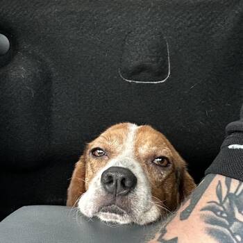 Beagle Dogs Available for Adoption in Hinesville, Georgia - Bagel | PetCurious