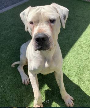 PAST DEADLINE - I could take my final breath at any moment Conan -  Dogo Argentino Dog for Adoption in San Marcos, California - PAST DEADLINE - I Could Take My Final Breath At Any Moment Conan | PetCurious