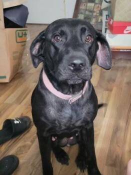 Rescue Black Labrador Retriever Dogs for Adoption in Calhoun, Kentucky - Harley | PetCurious