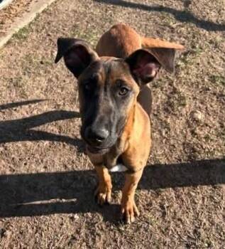 Dutch Shepherd and Rhodesian Ridgeback Dogs Available for Adoption in Bloomfield, Connecticut - Shona | PetCurious