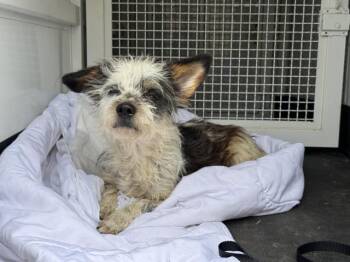FIDO -  Terrier Dog for Adoption in Riverside, California - FIDO | PetCurious