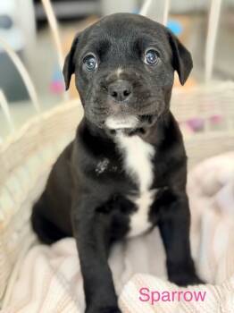Sparrow -  American Staffordshire Terrier and American Bulldog Dog for Adoption in Trenton, New Jersey - Sparrow | PetCurious