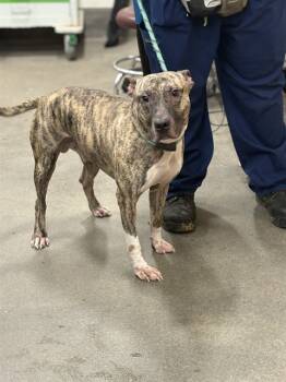 Rescue Bull Terrier and Mixed Breed Dogs for Adoption - DEACON | PetCurious