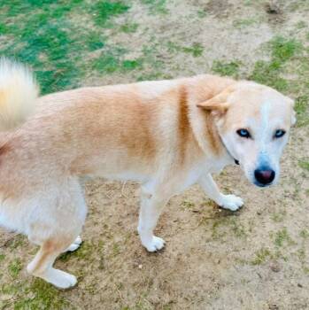 Husky Dogs Available for Adoption in New York, New York - Misha | PetCurious