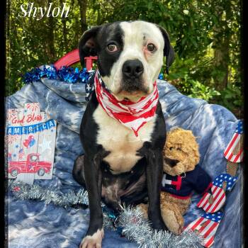 Rescue American Staffordshire Terrier Dogs for Adoption in Sebring, Florida - Shyloh | PetCurious