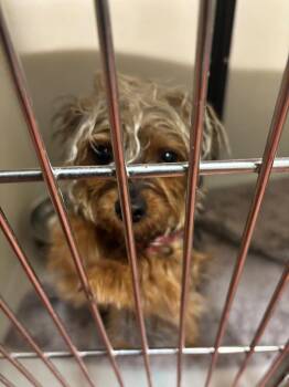 Feisty -  Yorkshire Terrier Dog for Adoption in Douglasville, Georgia - Feisty | PetCurious