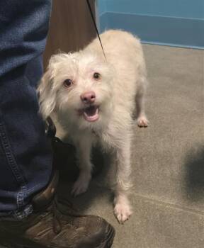 Rescue Border Terrier and Mixed Breed Dogs for Adoption in Houston, Texas - PINKY | PetCurious