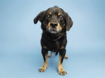 DANTE -  Dachshund and Cavalier King Charles Spaniel Dog for Adoption in Phoenix, Arizona - DANTE | PetCurious