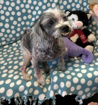 Shih Tzu Dogs Available for Adoption - Gaston | PetCurious