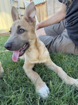Liesl -  German Shepherd Dog and Pit Bull Terrier Dog for Adoption in Midway, Utah - Liesl | PetCurious