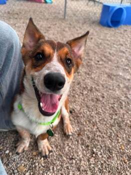 Lidocaine $550 -  Corgi Dog for Adoption in West Milwaukee, Wisconsin - Lidocaine $550 | PetCurious