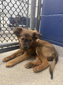 Bacon 2mo AVA 10/7 -  Chihuahua Dog for Adoption in Sterling, Massachusetts - Bacon 2mo AVA 10/7 | PetCurious