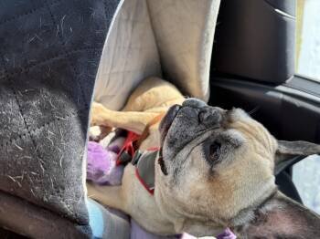 French Bulldog Dogs Available for Adoption - Zara Aka Binky Binx | PetCurious