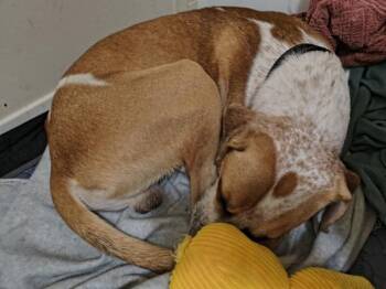 Bertram ""Bertie"" -  Australian Cattle Dog Blue Heeler Dog for Adoption in Austin, Texas - Bertram ""Bertie"" | PetCurious