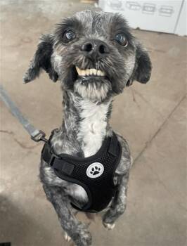 Mixed Breed Dogs Available for Adoption in Dallas, Texas - CHRISTIAN | PetCurious