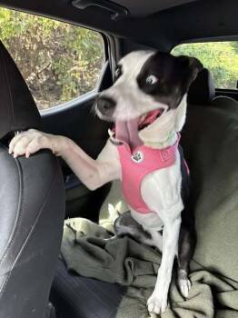 Rescue Siberian Husky and Pit Bull Terrier Dogs for Adoption in North Haledon, New Jersey - Sabril | PetCurious