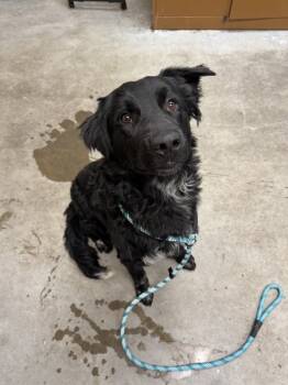 Rescue Mixed Breed Dogs for Adoption in Spokane Valley, Washington - Brandon Clark | PetCurious