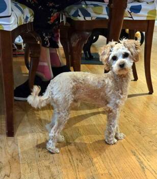 Mello -  Cavapoo Dog for Adoption in Mansfield, Massachusetts - Mello | PetCurious