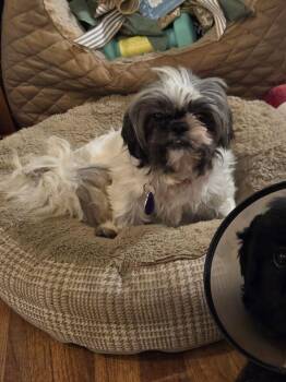 Lumi -  Shih Tzu Dog for Adoption in Powder Springs, Georgia - Lumi | PetCurious