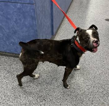 PEACH -  Mixed Breed Dog for Adoption in Palmetto, Florida - PEACH | PetCurious