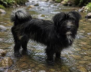 Cookie -  Miniature Schnauzer Dog for Adoption in Wheelersburg, Ohio - Cookie | PetCurious